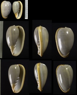 オオシマトリノコ (サザナミトリノコ) Marginella strigata small
