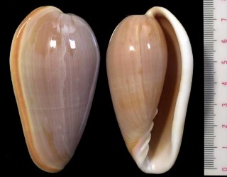 オオヘリトリ Marginella bullata small
