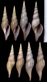 ジョンソンワタゾコボラ Teramachia johnsoni small