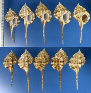 サイヅチツブリ 才槌頭 Haustellum dentifer small