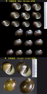 ドングリカノコ 団栗鹿之子 Neritina plumbea small