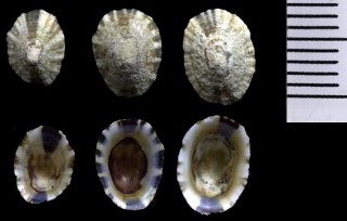 タイワンシボリガイ Patelloida lentiginosa small