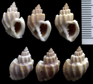 ニヨリオリイレボラ Scalptia scalarina small
