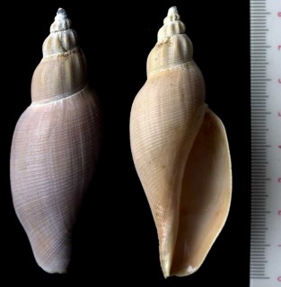 タカサゴヒタチオビ 高砂常陸帯 Fulgoraria formosana small