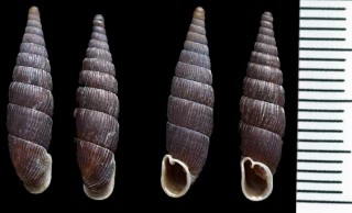 コーヒーギセルの仲間 Macrogastra ventricosa small