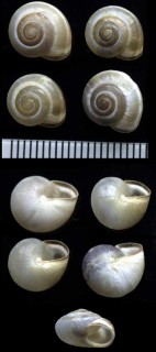 カドバリコマイマイの仲間 Monacha syriaca small