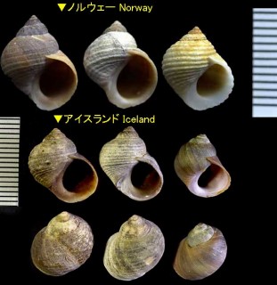 ホッキョクタマキビ (オーロラタマキビ) Littorina saxatilis small
