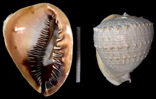 クチグロトウカムリ Cassis madagascariensis small