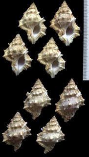 カドバリミヤコボラ Bursina ignobilis small