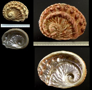 ミツウネアワビ Haliotis scalaris small