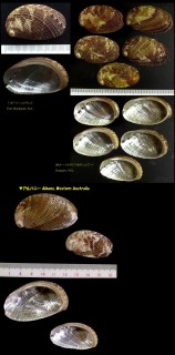 ツヅレトコブシ Haliotis squamata small