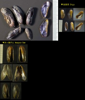 カワヒバリガイ Limnoperna fortunei small