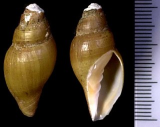 フデヒタチオビ Volutomitra alaskana small