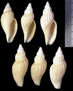 ヒナヒタチオビ (サオトメヒタチオビの矮小型) Fulgoraria delicata small