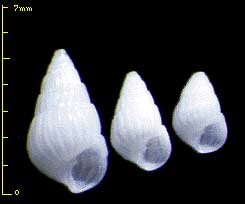 イトカケクチキレの仲間 未詳 Pyrgulina sp. small