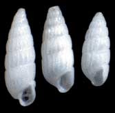 シロサナギイトカケギリ Turbonilla microscopica small