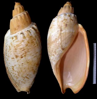コットンボラ Livonia nodiplicata small