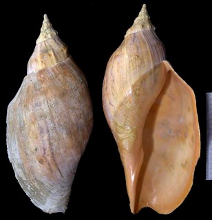テングボラ Adelomelon beckii small