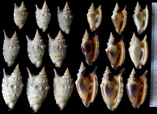 クリフマイノソデ Euprotomus aratrum small