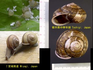 ヒダリマキマイマイ Euhadra quaesita small