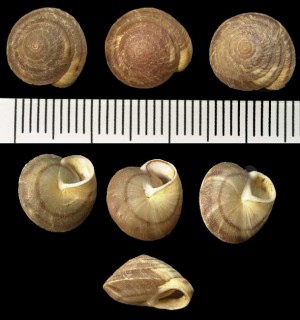 ウラウズマイマイの仲間 Discula rotula small