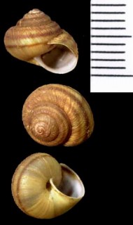マデイラのエスカルゴの仲間02 Actinella nitidiuscula small