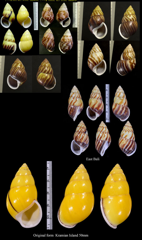 マレーマイマイ Amphidromus perversus small