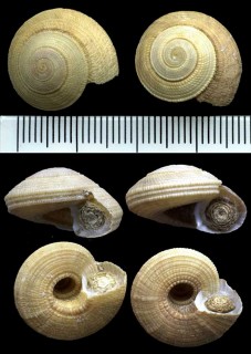 ナワメグルマの一種 Heliacus subvariegatus small