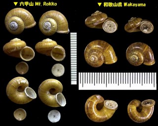アツブタガイ Cyclotus campanulatus small