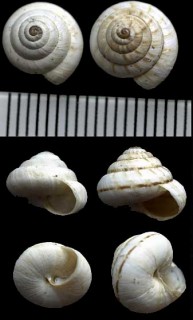 クレタオカウズマキガイの仲間 Trochoidea pyramidata small