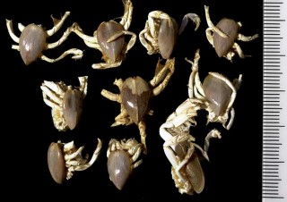 マゴコロガイ Peregrinamor oshimai small