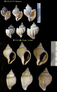 ナンキョクツノオリイレ 南極角折入 Trophon geversianus small