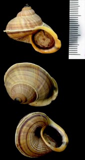リュウコツヤマタマキビ Tropidophora tricarinata unicarinata small