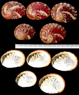 パタマカンシンマアナゴ Haliotis ovina patamakanthini var. small