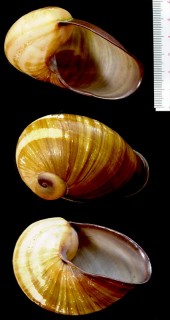 アカヤッコマイマイ Helicophanta souverbiana small