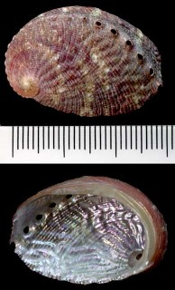 キムスメアワビの亜種 Haliotis virginea crispata small