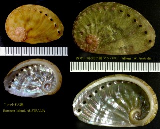 ヤサガタトコブシ Haliotis semiplicata small