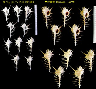 クロトゲホネガイ Murex ternispina small
