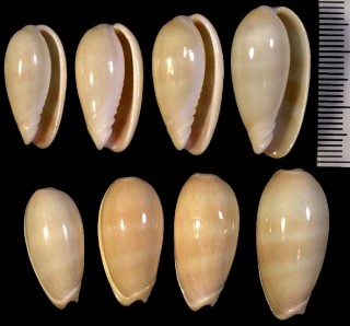 キイロトリノコ Persicula blanda small