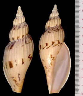 ホソヒタチオビ Fulgoraria mentiens small