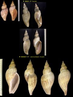 サガミヒタチオビ Fulgoraria megaspira small