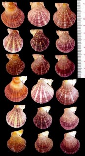 ヒメモオリニシキ Chlamys dieffenbachi small