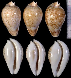 シロガネダカラ Cypraea hesitata hesitata small