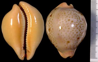 アサヤケダカラ Cypraea porteri porteri small