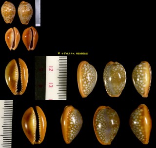 ミカンダカラ Erosaria citrina small