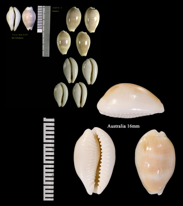 シロカミスジダカラ Palmadusta clandestina candida small