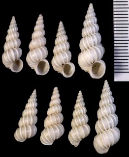 ジョルジェットイトカケ (仮称) Epitonium georgettina small