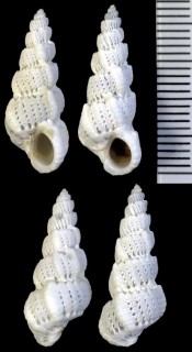カルイシチリメンニナ Cirsotrema pumicea small