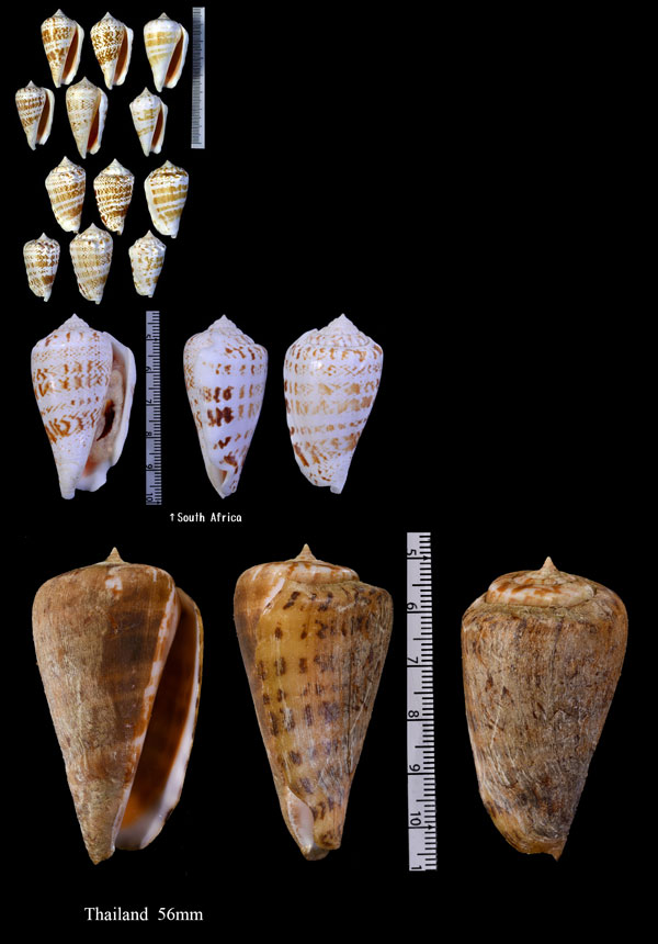 インドマガキ Strombus decorus decorus small