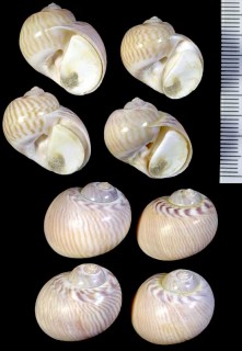 エリマキタマ Natica collaria small